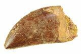 Serrated, Juvenile Carcharodontosaurus Tooth - Morocco #276022-1